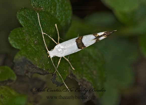 Argyresthia  SHINY HEAD-STANDING MOTH 8014956z