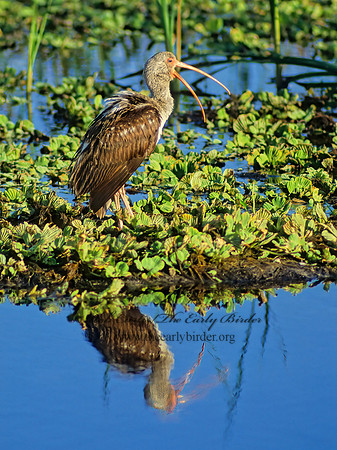 Eudocimus albus  WHITE IBIS 11503z