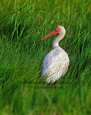 Eudocimus albus  WHITE IBIS 167337z