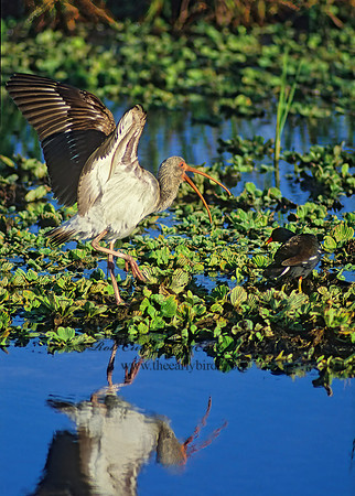 Eudocimus albus  WHITE IBIS 11508z