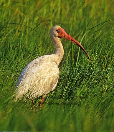 Eudocimus albus  WHITE IBIS 167401z