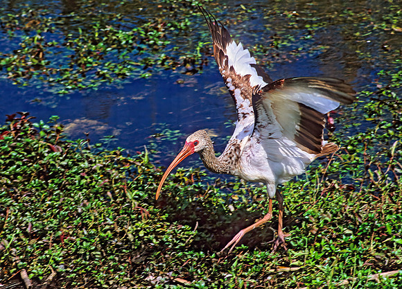 Eudocimus albus  WHITE IBIS 250802z