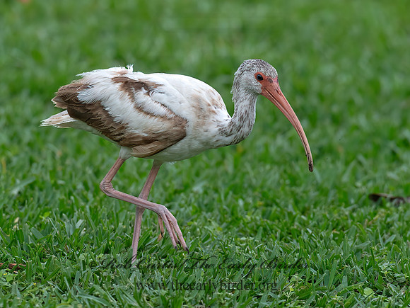 Eudocimus albus  WHITE IBIS 6039260z