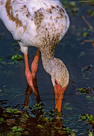 Eudocimus albus  WHITE IBIS 250911z