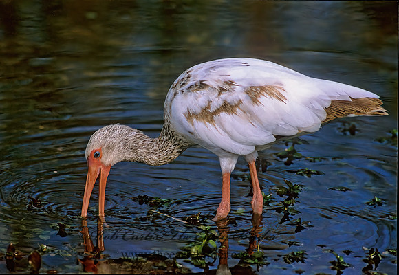Eudocimus albus  WHITE IBIS 250912z