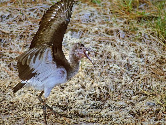 Eudocimus albus  WHITE IBIS 253629z