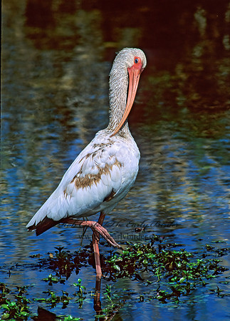 Eudocimus albus  WHITE IBIS 258620z