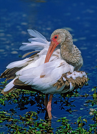 Eudocimus albus  WHITE IBIS 258622z