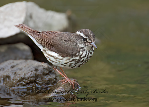 Parkesia motacilla  LOUISIANA WATERTHRUSH 9010886z