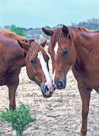 Equus caballus  HORSE 54626z