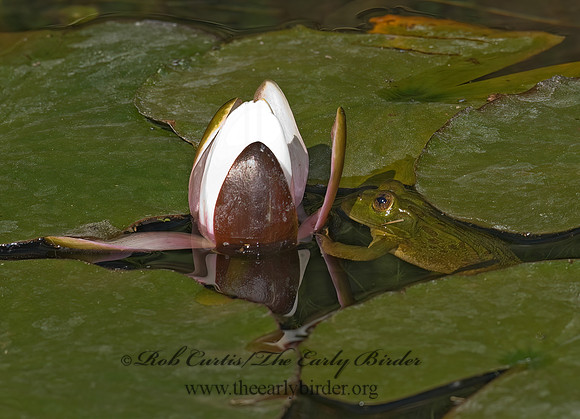 Lithobates chiricahuensis  CHIRICAHUA LEOPARD FROG 6026719 z