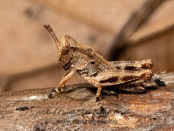 Melanoplus  SPUR-THROATED GRASSHOPPER 3028150z