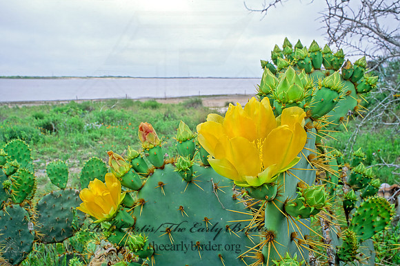 Opuntia humifusa  EASTERN PRICKLY PEAR 49523z