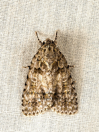 Acronicta  DAGGER MOTH 9048275z