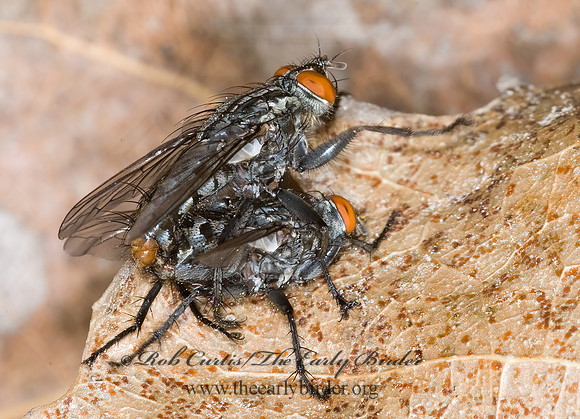 Sarcophagidae  FLESH FLY 6015376z