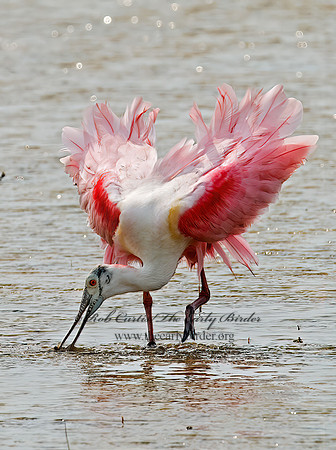 Platalea ajaja  ROSEATE SPOONBILL 7004984z
