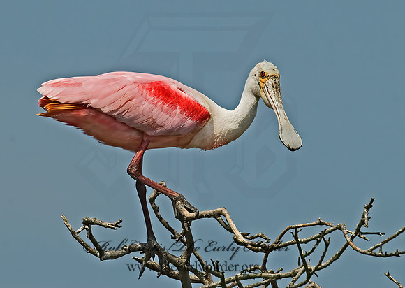 Platalea ajaja  ROSEATE SPOONBILL 7002495z