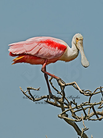 Platalea ajaja  ROSEATE SPOONBILL 7002499z