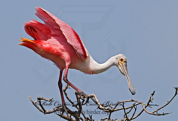 Platalea ajaja  ROSEATE SPOONBILL 7002492z