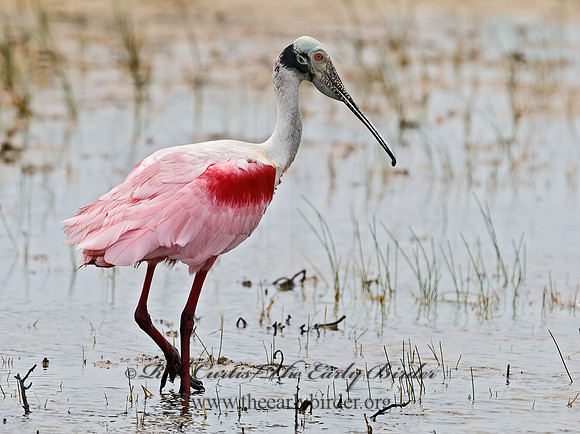 Platalea ajaja  ROSEATE SPOONBILL 7005032z