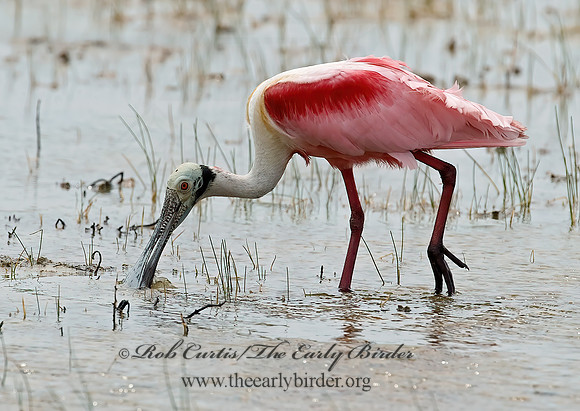 Platalea ajaja  ROSEATE SPOONBILL 7005031z