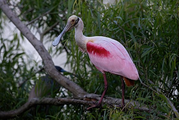 Platalea ajaja  ROSEATE SPOONBILL 3029473z