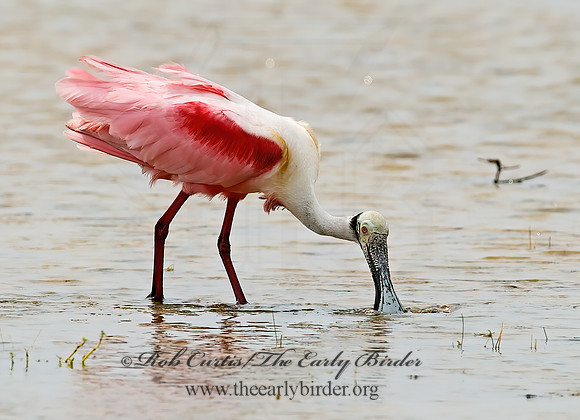 Platalea ajaja  ROSEATE SPOONBILL 7005014z