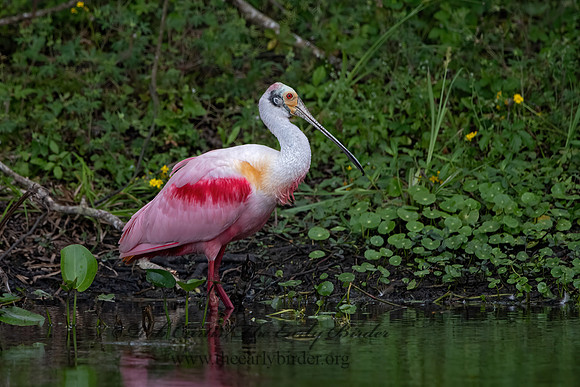 Platalea ajaja  ROSEATE SPOONBILL 3029206z