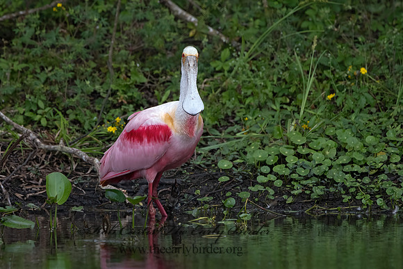 Platalea ajaja  ROSEATE SPOONBILL 3029205z