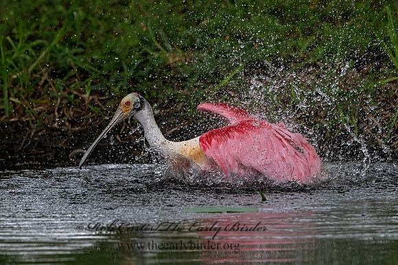 Platalea ajaja  ROSEATE SPOONBILL 3029232z