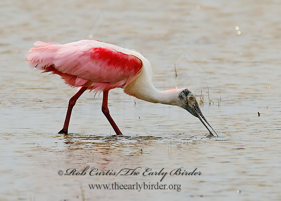Platalea ajaja  ROSEATE SPOONBILL 7005013z