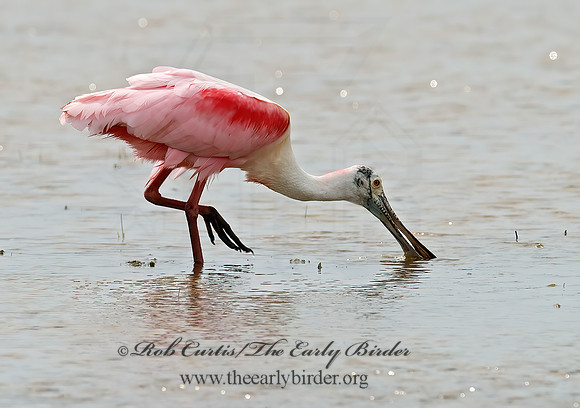 Platalea ajaja  ROSEATE SPOONBILL 7005011z
