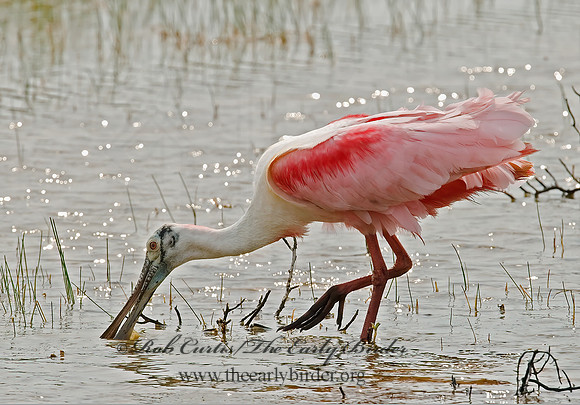 Platalea ajaja  ROSEATE SPOONBILL 7004995z