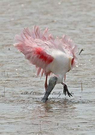 Platalea ajaja  ROSEATE SPOONBILL 7004983z