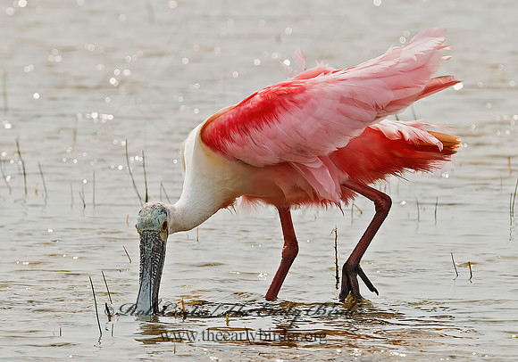Platalea ajaja  ROSEATE SPOONBILL 7004989z