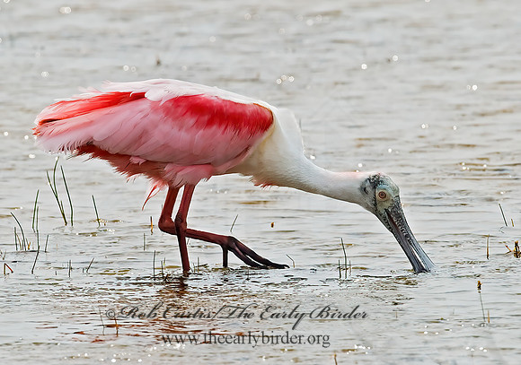 Platalea ajaja  ROSEATE SPOONBILL 7004987z