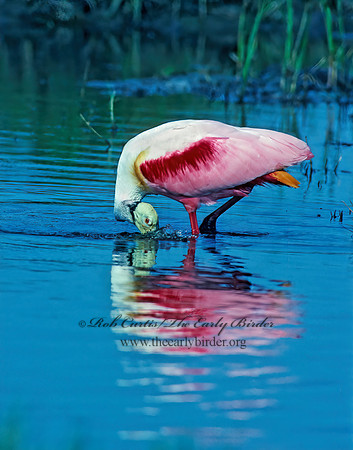 Platalea ajaja  ROSEATE SPOONBILL 67919z