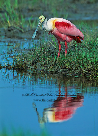Platalea ajaja  ROSEATE SPOONBILL 67936-1z