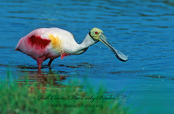 Platalea ajaja  ROSEATE SPOONBILL 67921-1z