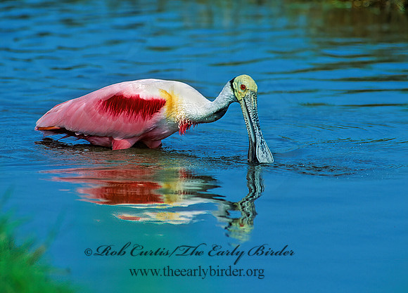 Platalea ajaja  ROSEATE SPOONBILL 67924-1z