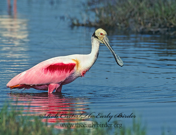 Platalea ajaja  ROSEATE SPOONBILL 67914z
