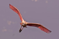 Platalea ajaja  ROSEATE SPOONBILL