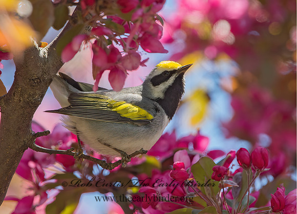 Vermivora chyrsoptera  GOLDEN-WINGED WARBLER 9029924z