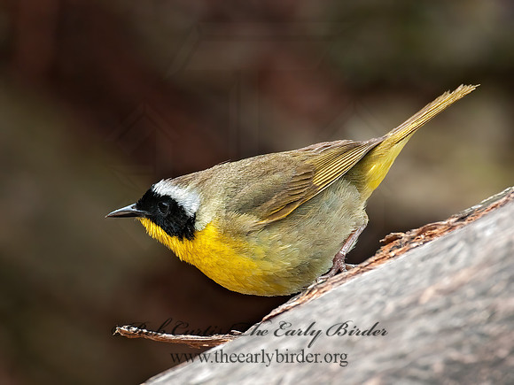 Geothylpis trichas  COMMON YELLOWTHROAT 3007308z