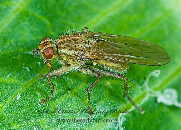 Scathophaga stercoraria  DUNG FLY 7009278z