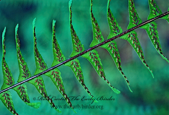 Polypodium vulgare  COMMON POLYPODY 168601z