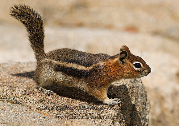 Callospermophilus lateralis  GOLDEN MANTLED SQUIRREL 6027364z