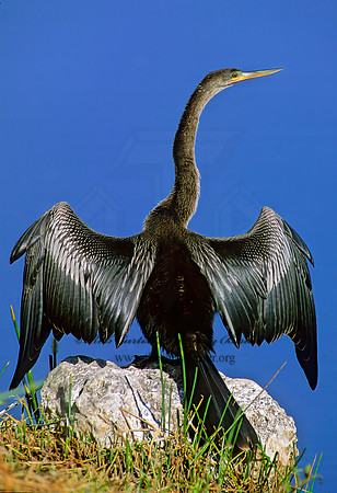 Anhinga anhinga  ANHINGA 252417z