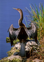 Anhinga anhinga ANHINGA 270431z