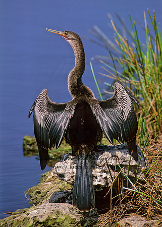 Anhinga anhinga  ANHINGA 270431z